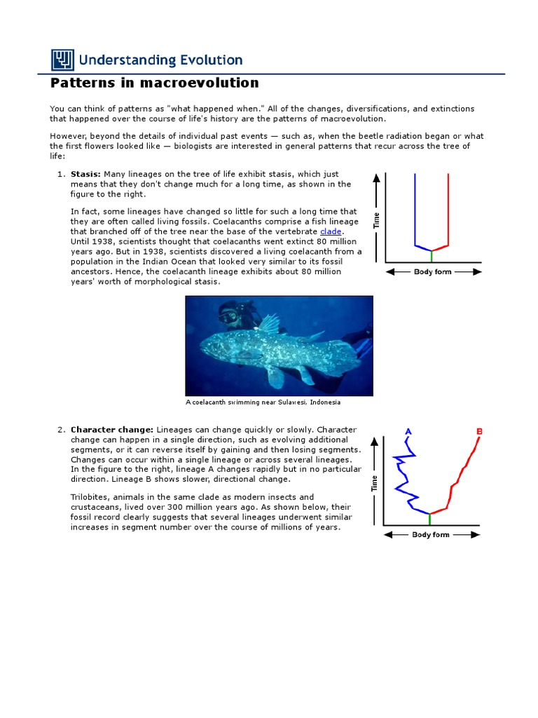 Patterns in Macroevolution: Clade | PDF | Evolution | Evolutionary Biology