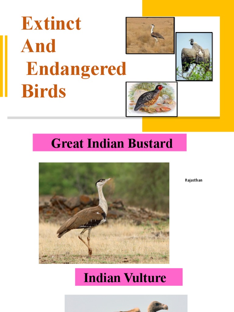 Endangered and Extinct Bird Species | PDF