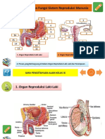 Struktur Dan Fungsi Sistem Reproduksi Manusia