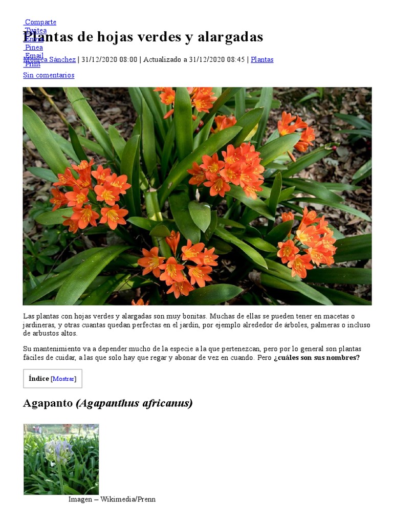 Plantas de Hojas Verdes y Alargadas PDF | PDF | Orchidaceae | Jardinería, image size:768x1024