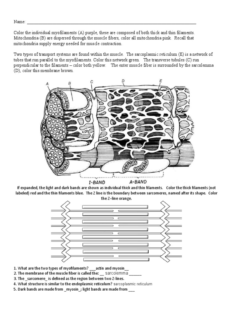 Ia Muscle Contraction Worksheet | PDF | Myocyte | Muscle Contraction