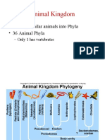 Animal Kingdom: - Classify Similar Animals Into Phyla - 36 Animal Phyla