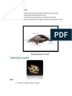 Morphology of Tortoise