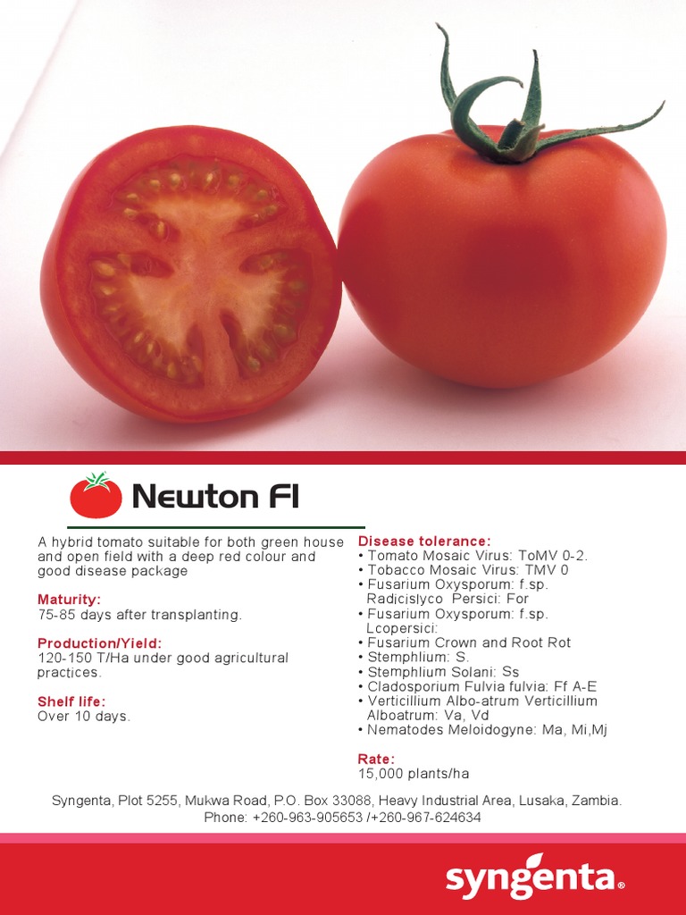 newton tobacco seed Texas Cuban This Virginian type has good uniformity producing dark cigar and pipe tobacco. Newton F1 Tomato: Yield &
