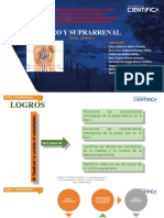 Histologia - Bazo y Suprarrenal - 2020-2