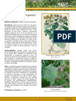 Bardana / Lampazo: Arctium Lappa