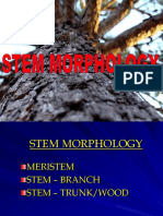 L4-Stem Morphology