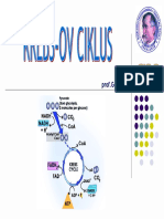 08 Krebs Ov Ciklus PDF