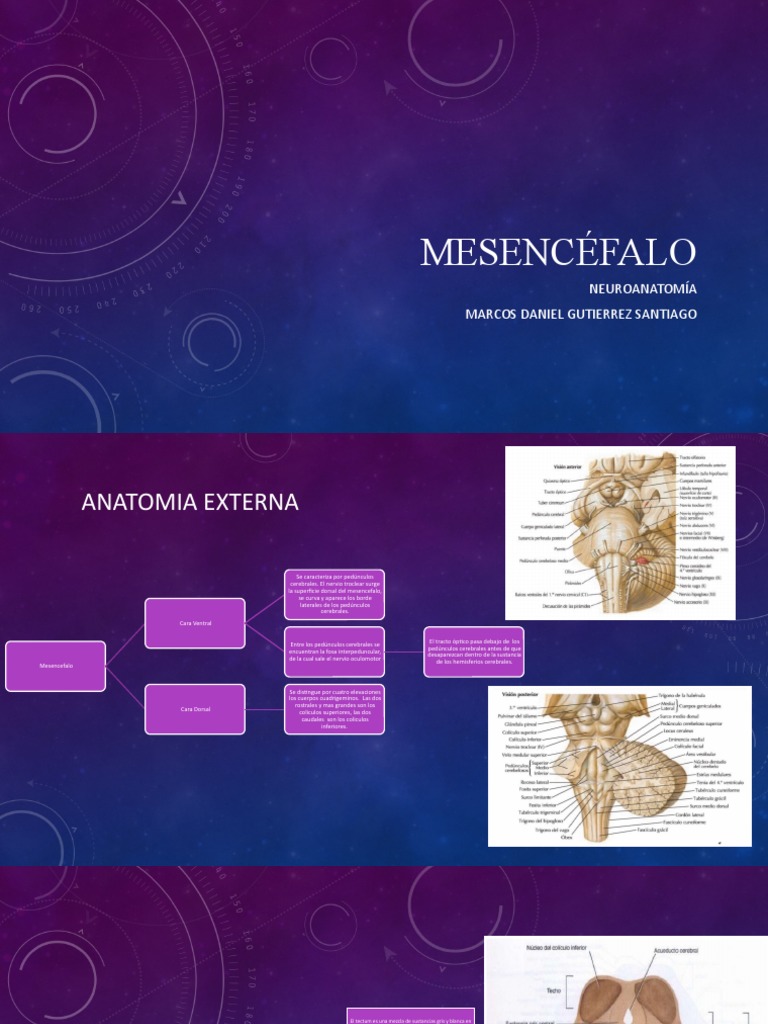 Anatomía del Mesencéfalo: Estructuras y Funciones | PDF | Materia gris ...