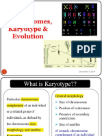 Chromosomes, Karyotype Evolution