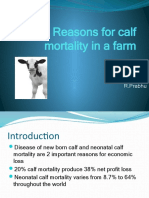 Calf-Mortality