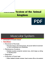 12 Muscular System PDF