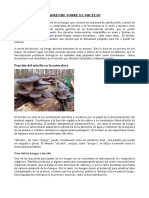 Aprende Sobre El Micelio PDF