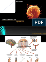 Aparato Re Product or Fisiologia - Hormonas