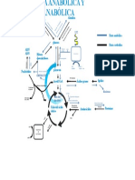 Rutas Anabólicas y Catabólicas
