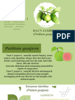 DAUN JAMBU BIJI (Psidium Guajava) (KELOMPOK 4)