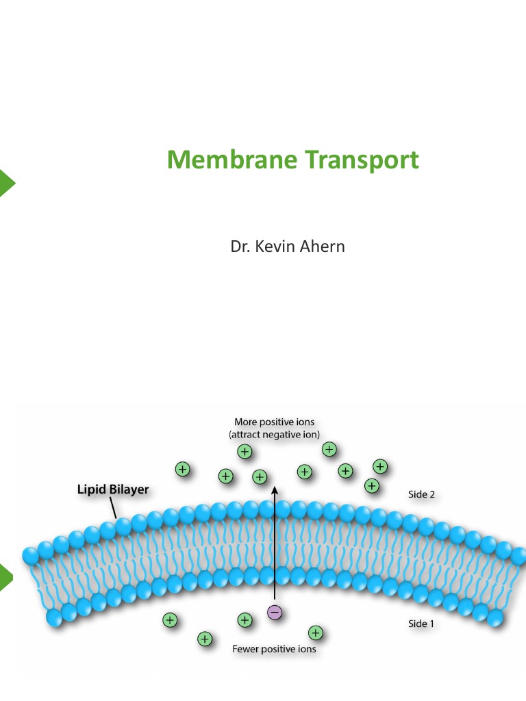 Membrane Transport: Dr. Kevin Ahern | PDF