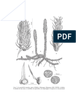 01 001 04 Lycopodiella