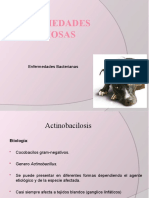1.1 Actinomicosis y Actinobacilosis