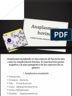 Anaplasmosis bovina bacteria Anaplasma marginale
