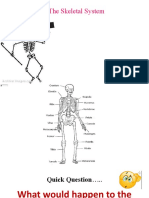 The Skeletal System (TG) 1