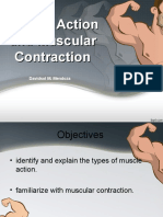 Muscle Action and Muscular Contraction