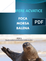 Foca Morsa