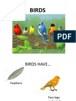 BIRDS.pptx