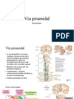 Vía Piramidal