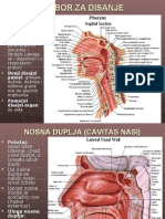 Respiratorni Sistem