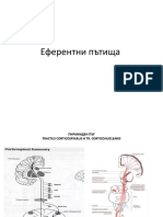 Еферентни-пътища