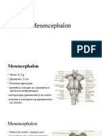 Mesencephalon-BEO