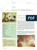 Recurrent Pyoderma in a Golden Retriever