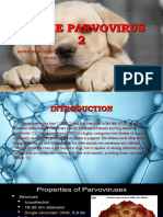 Canine Parvovirus