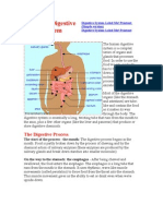 Human Digestive System