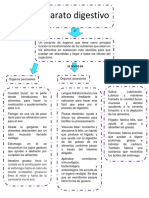 Aparato digestivo: órganos, funciones y proceso de digestión