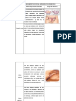 Sistema reproductor femenino: órganos y funciones