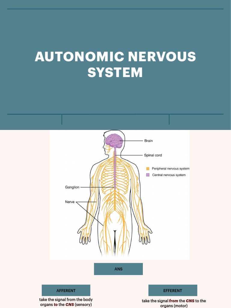 Autonomic Nervous System Overview | PDF | Acetylcholine | Neurotransmitter