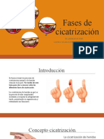 Fases de Cicatrizacion