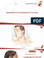 Anatomia de La Superficie de La Cara