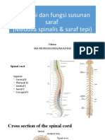 Kuliah Clerk Anatomi Dan Fungsi Saraf Medulla Spinalis Dan Saraf Tepi
