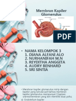 Membran Kapiler Glomerulus