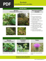 Indentification and Look-Alikes: Burdock Key Characteristics Checklist