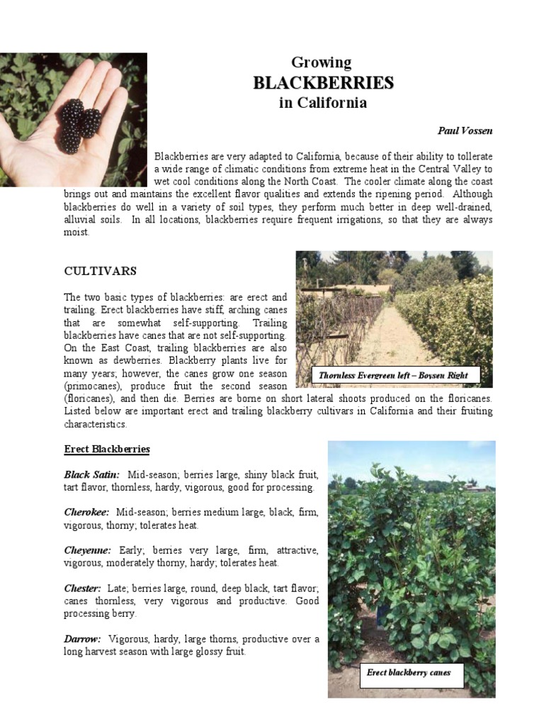 Growing Blackberries in California PDF Blackberry Mulch