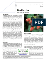 Growing Blackberries in Kentucky: A Guide to Site Selection, Production, and Markets