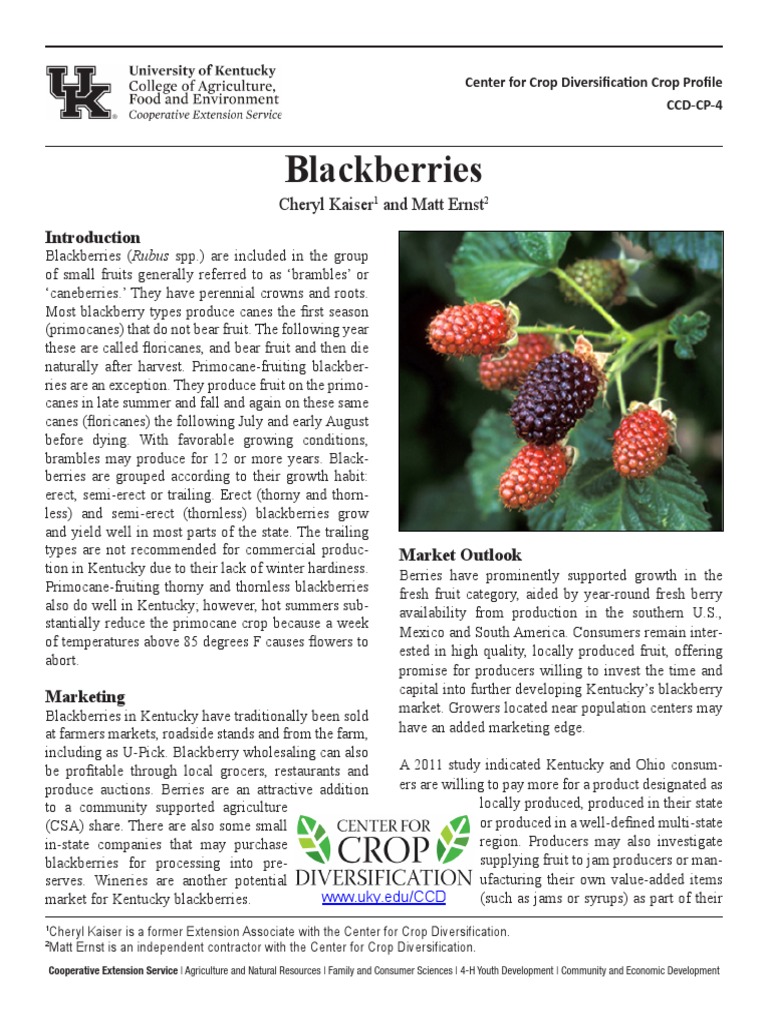 Growing Blackberries in Kentucky: A Guide to Site Selection, Production ...