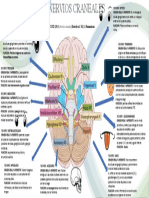 Nervios Craneales 2