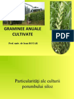 Graminee Anuale Cultivate