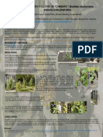 2 - Papone - Buddleja Stachyoides - Cultivo-Afiche PDF