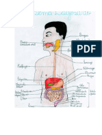 Anatomi-Sistema Digestivo